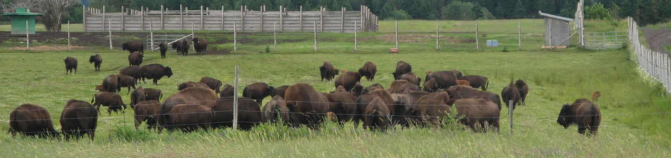 union québécoise du bison